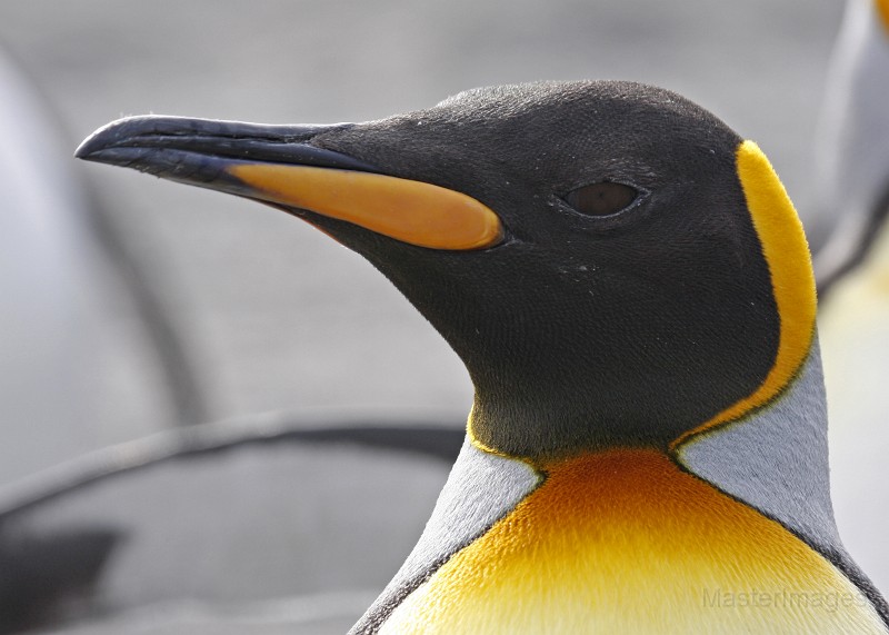 IMG_5151c.jpg - King Penguin (Aptenodytes patagonicus)